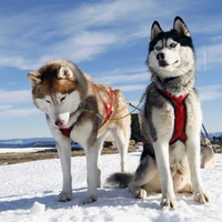 «Покорители Аляски» (катание на собачьих упряжках)